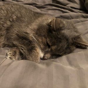 Meet your Posher, Haviva